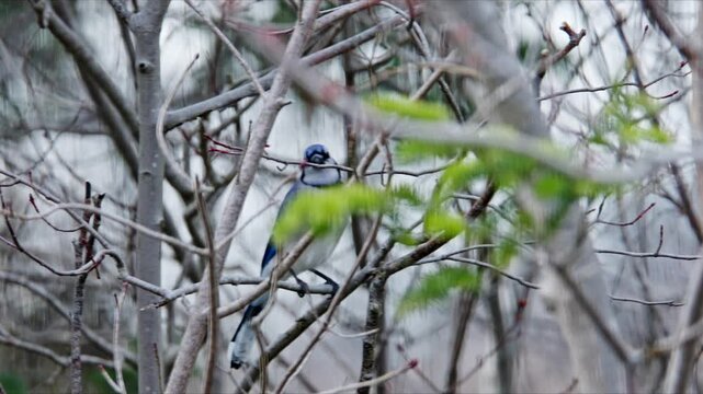 Blue Jay Spreading Wings And Flying Across Green Forest Landscape Nova Scotia Canada Bright Blue And White Plumage Wildlife Bird In Natural Habitat Slow Motion 4K