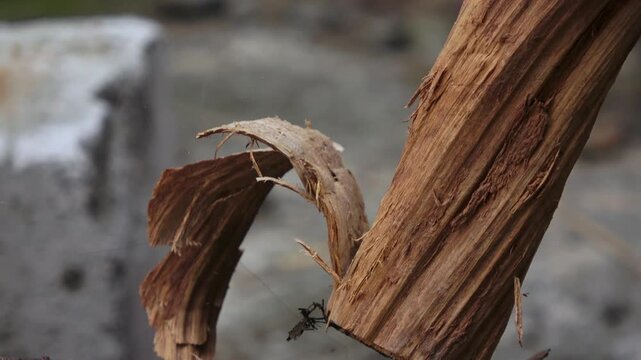 A detailed close-up shot of a craftsman's hands meticulously carving a piece of raw wood using a traditional sickle. The left hand firmly grips the timber while the right hand skillfully chips away sm