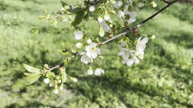 White Plum Blossoms on a Branch in Spring

