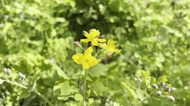 Greater Celandine Plant with Yellow Flowers in a Garden