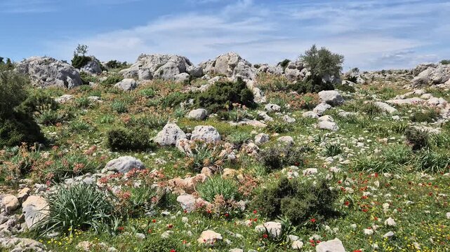 Euphorbia rigida, also known as gopher spurge, growing on the rocks	