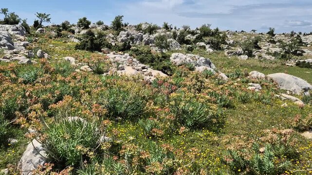 Euphorbia rigida, also known as gopher spurge, growing on the rocks	