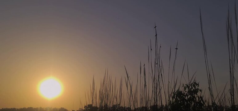 Small Group of Baya Weaver Birds Perched on Tall Grass at Sunset