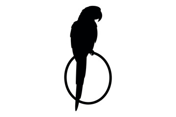 Parrot silhouette perched on a hoop a striking black and white illustration © graphixarrow