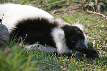 black and white lemur vari in a zoo in france © frdric