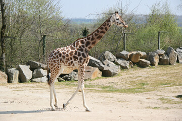 Obraz premium rothschild giraffe in a zoo in france 