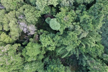 Uma vista do alto das copas de árvores do bioma mata atlântica obtida com sobrevoo de drone. © Ricardo_S_Levenhagen