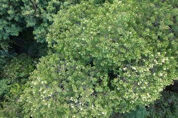 Uma vista do alto das copas de árvores do bioma mata atlântica obtida com sobrevoo de drone. © Ricardo_S_Levenhagen