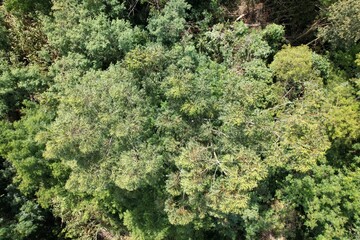 Uma vista do alto das copas de árvores do bioma mata atlântica obtida com sobrevoo de drone. © Ricardo_S_Levenhagen