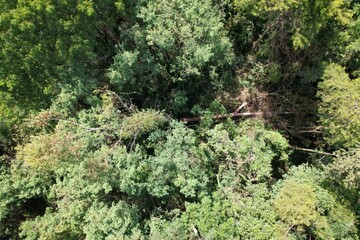 Uma vista do alto das copas de árvores do bioma mata atlântica obtida com sobrevoo de drone. © Ricardo_S_Levenhagen