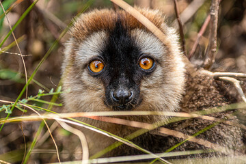 Fototapeta premium Headshot of a red fronted brown lemur