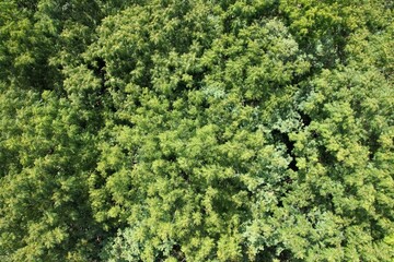 Uma vista do alto das copas de árvores do bioma mata atlântica obtida com sobrevoo de drone. © Ricardo_S_Levenhagen