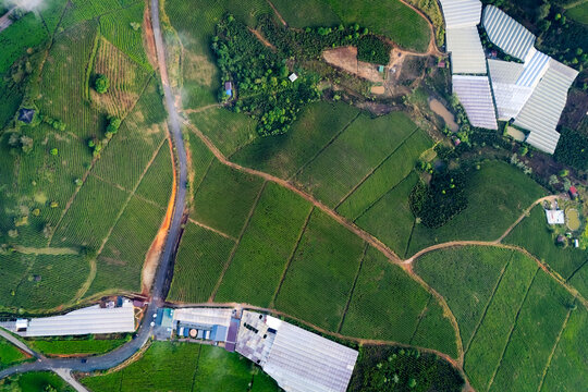 Green tea fields, modern greenhouses, and a curving road sprawl across rolling hills, bathed in soft morning light