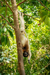 Fototapeta premium crowned sifaka hanging upside down