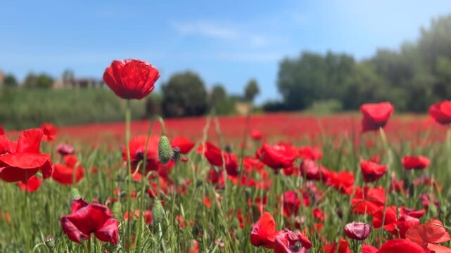 Poppy field, blooming poppy flowers, nature landscape. Poppy flowers field nature spring background. Rural landscape with red wildflowers. Countryside 