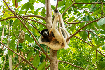 Fototapeta premium relaxed crowned lemur posing