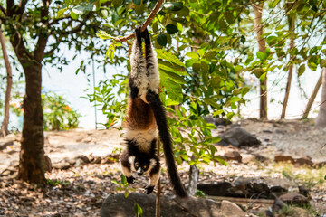 Fototapeta premium Black and white ruffed lemur posing upside down