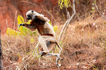 Fototapeta premium coquerel's sifaka on the move