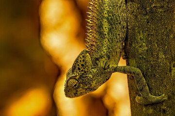 Head shot of a Warty Chameleon in Berenty © jtplatt