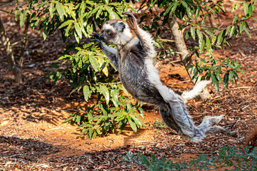 Fototapeta premium Dancing Verreaux's Sifaka in Berenty