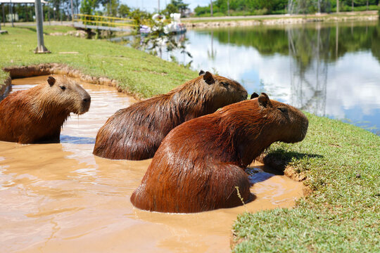 Capybara Family Resting in Shallow Water on a Sunny Day in the Park
