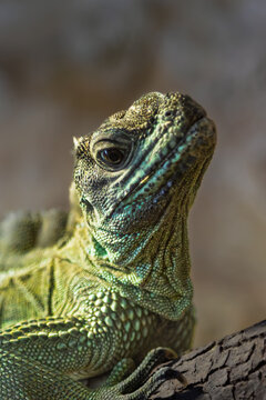 iguana at La Barben animal park