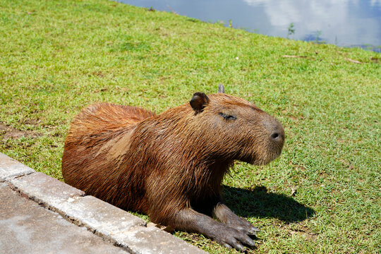 Capybara Resting on Green Grass Near Lake Shore in Brazil