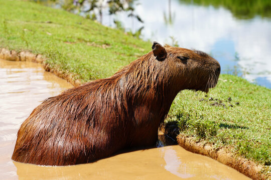 Capybara sitting in muddy pond water on a sunny day in its natural habitat