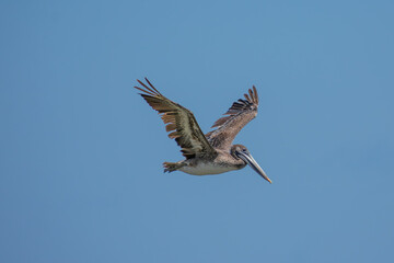 Fototapeta premium Pelicans