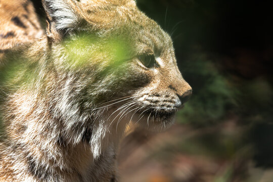 lynx at La Barben Wildlife Park