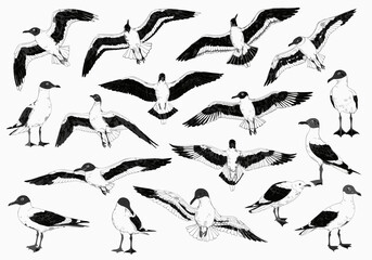 Fototapeta premium A grayscale, stylized sheet of seagulls in various poses standing, soaring, and mid‑flap highlighting wing patterns and dynamic movement.