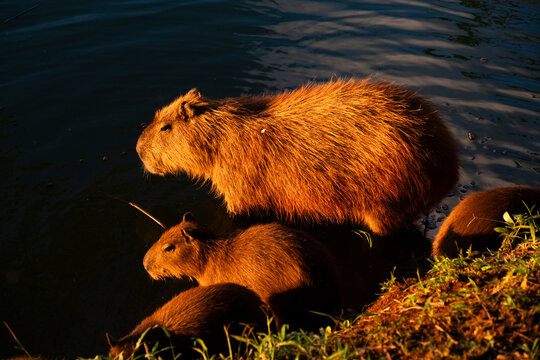 capivara