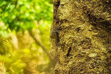 Sportif lemur peering out of its hole in a tree © jtplatt