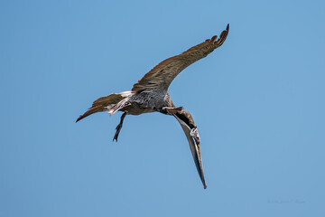 Fototapeta premium Pelicans