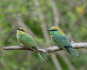 Obraz premium Pair of Green bee-eaters (Merops orientalis) perched on a branch in Sri Lanka, two colorful tropical birds in their natural habitat.