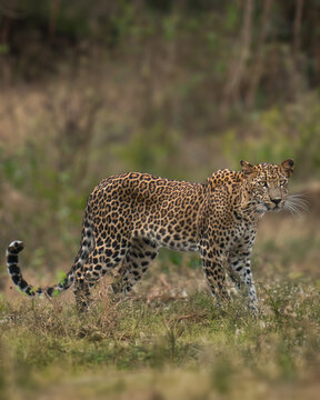 Sri Lankan leopard (Panthera pardus kotiya) standing in the wild, majestic big cat looking at camera in Sri Lanka