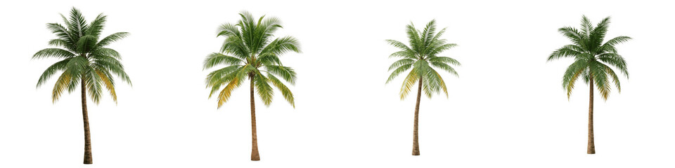 Fototapeta premium Four palm trees with green leaves isolated on transparent background
