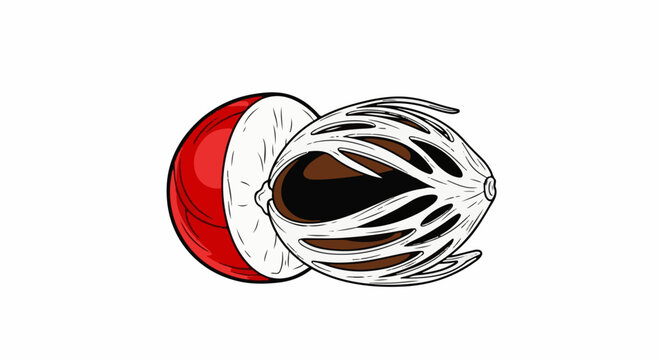 Red fruit slice next to an open brown nutmeg shell with a seed