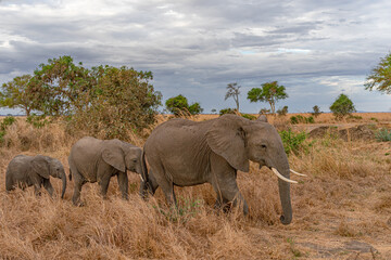 African elephant family with mother and two calves walking through the savanna © Karlos