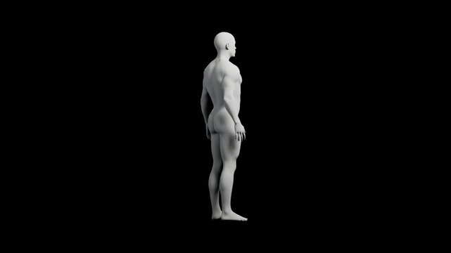 3D mannequin model standing full body