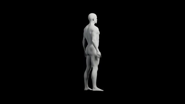 3D mannequin standing full body