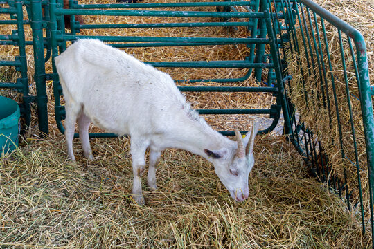 White fur goat animal on hay inside local farm interior