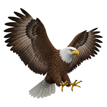 Majestic bald eagle soaring with wings spread wide.