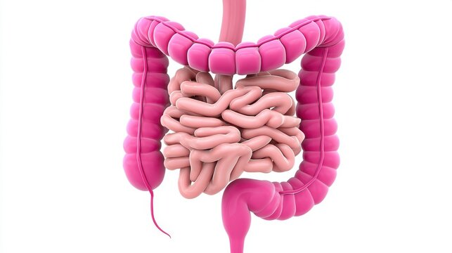 Detailed Illustration of the Human Digestive System Highlighting the Structure and Functionality of the Intestines and Colon