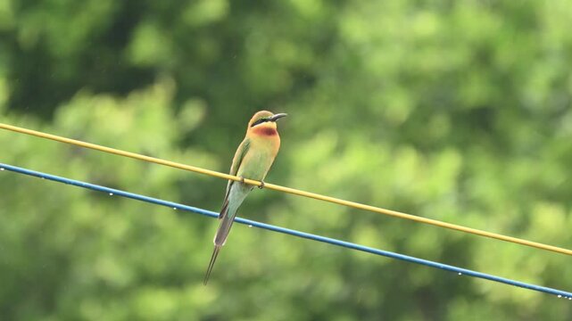 Blue-tailed bee-eater eating dragonfly and flying from cable