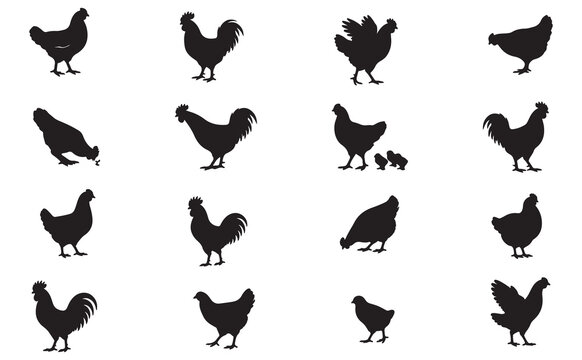egg mammal chicken broiler pet wild white fowl countryside chick