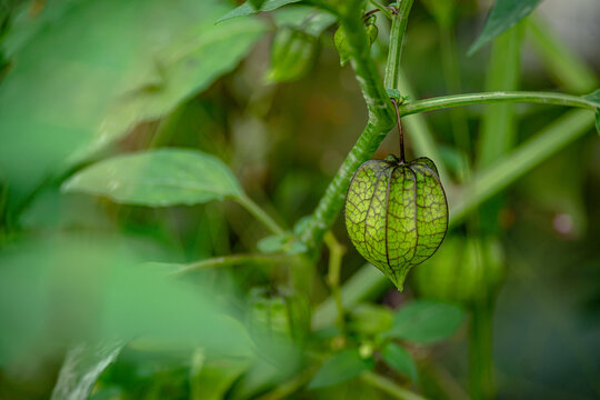Cut leaf groundcherry is a wild plant that produces fruit with a sweet taste, but this plant contains many properties.
