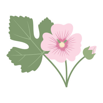 Simple flat Lavatera flower with one bud and leaf pink flower