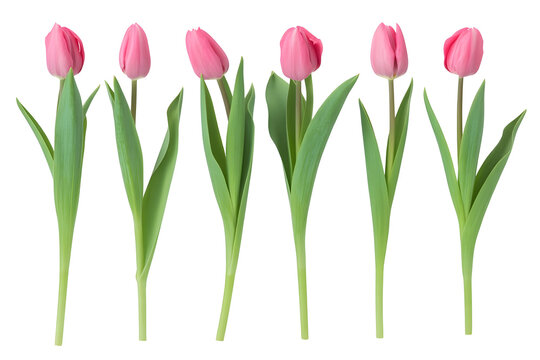 Pink Tulips, Fresh Cut Flowers, Green Stems, Floral Arrangement
