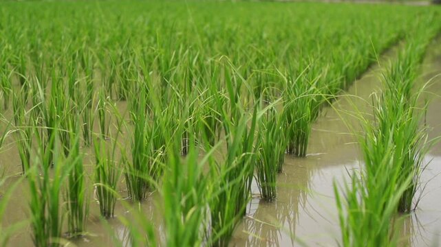 Rice Plants in Rice Field - 청산도 논과 벼